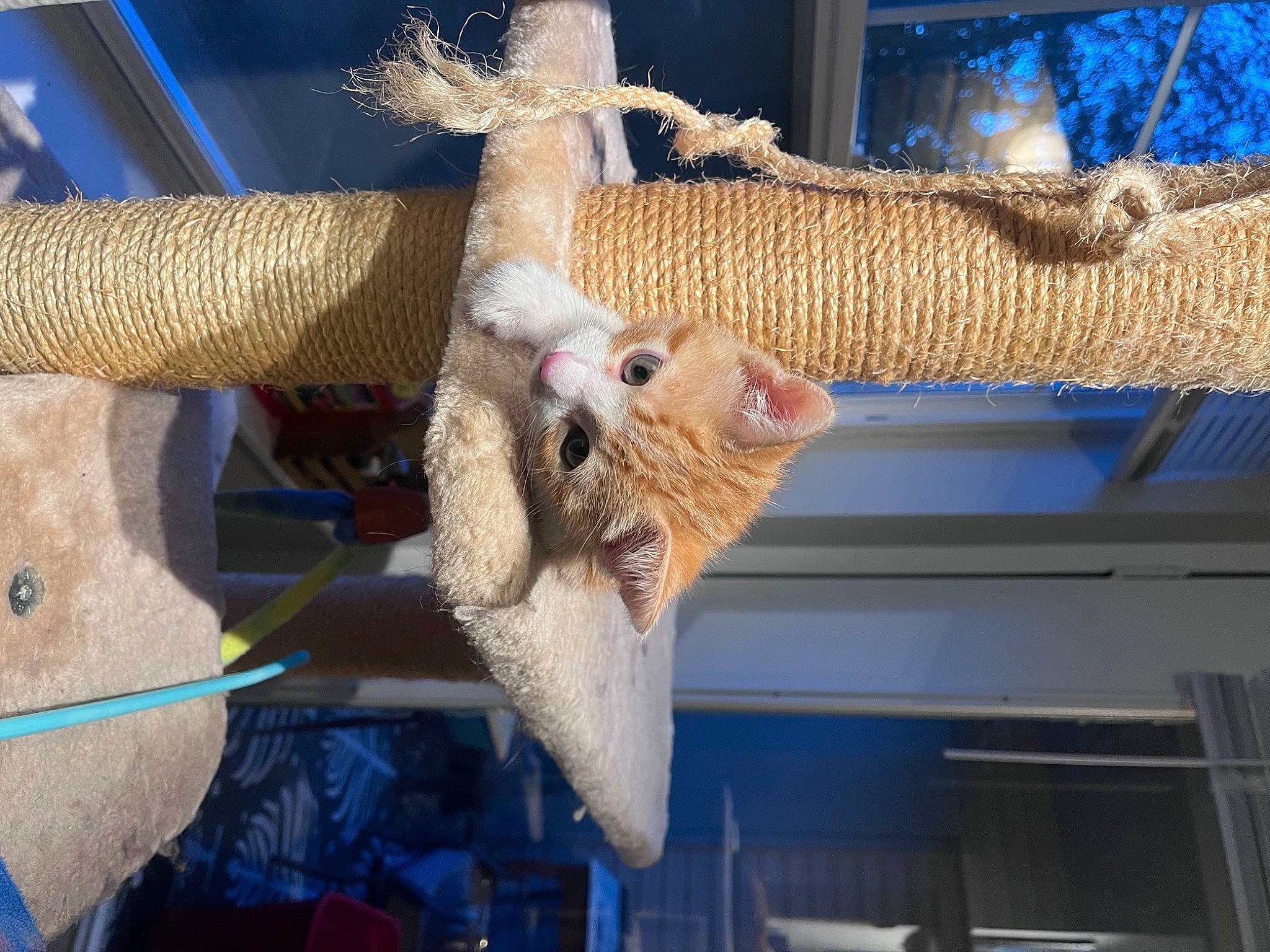 Archie joined the competition — help win amazing prizes! blue, carnivore, claw, domestic_short_haired_cat, fawn, felidae, fur, small_to_medium_sized_cats, stuffed_toy, tail, terrestrial_animal, textile, thread, vertebrate, whiskers, wood, wool