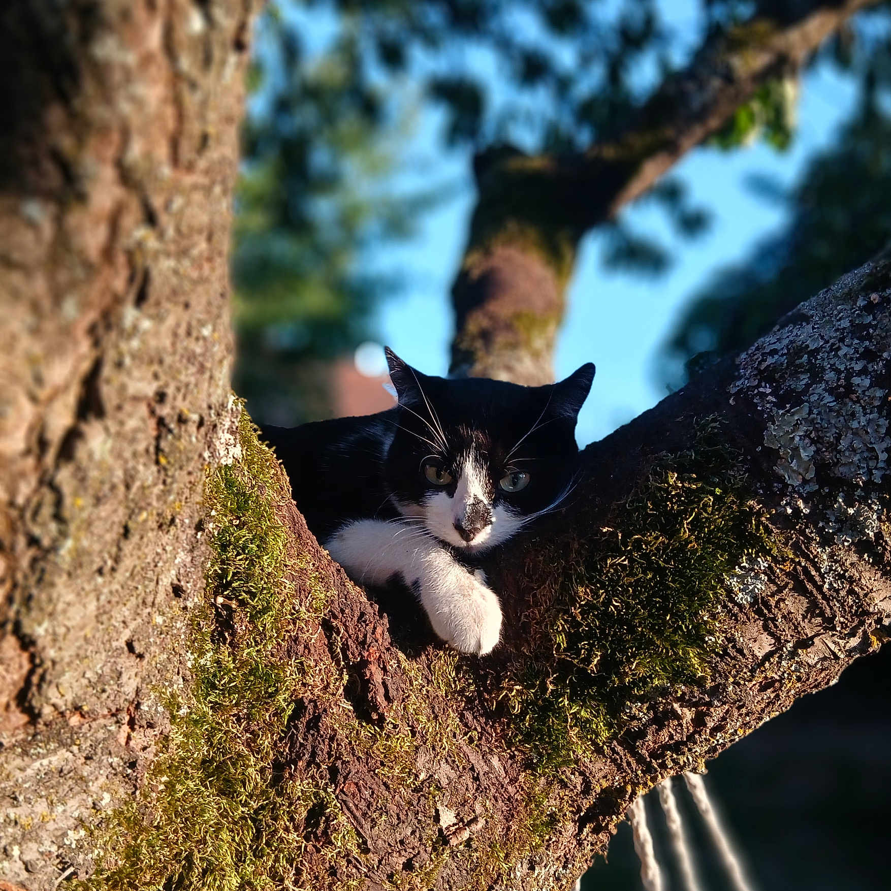 Piyoute a rejoint le concours — aidez-le/la à gagner de superbes lots ! animal, bark, black_and_white_cat, cat, close_up, ears, eyes, feline, forest, moss, nature, outdoor, pet, portrait, sunlight, tree, tree_branch, whiskers, wildlife, woodland