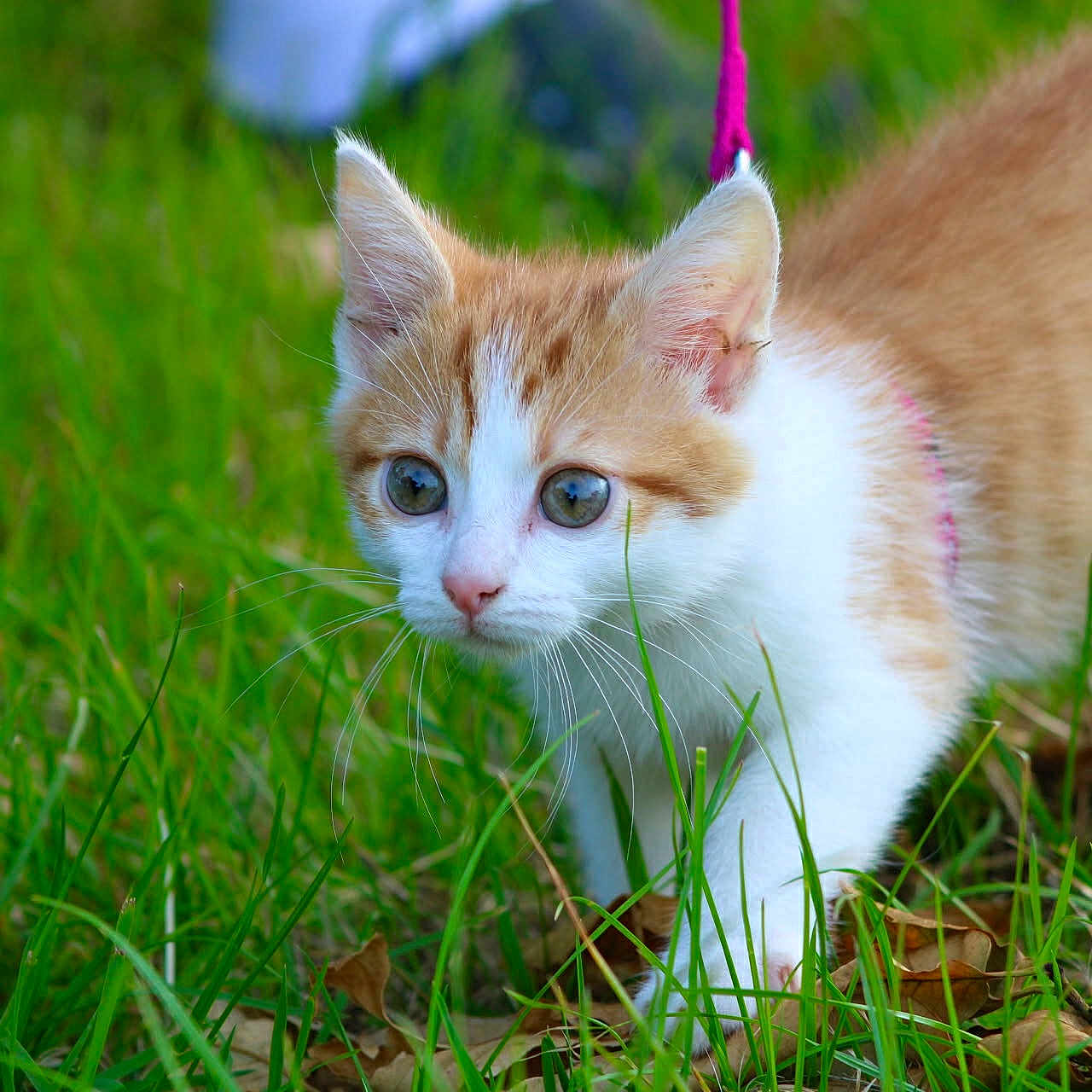 Chanel a rejoint le concours — aidez-le/la à gagner de superbes lots ! animal, cat, closeup, curious, cute, ears, exploring, eyes, feline, grass, kitten, leash, nature, orange_and_white, outdoor, pet, small, walking, whiskers, young