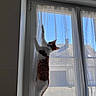 Chanel a rejoint le concours — aidez-le/la à gagner de superbes lots ! blue_sky, cat, climbing, curious, curtain, daylight, domestic_animal, feline, glass, home, house, indoor, orange, pet, playful, shadow, stretching, sunlight, white, window