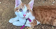 Chanel a rejoint le concours — aidez-le/la à gagner de superbes lots ! animal, cat, closeup, collar, curious, cute, dirt, ears, eyes, feline, ground, kitten, leash, nature, orange_cat, outdoor, pet, small_animal, white_cat, young_cat