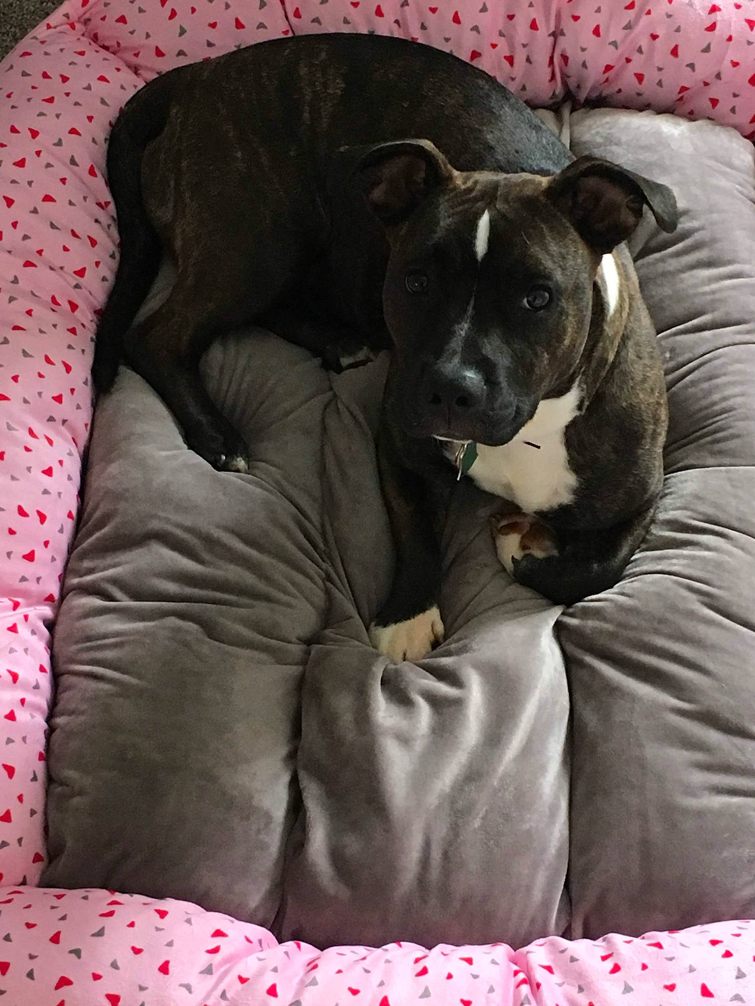 Regina joined the competition — help win amazing prizes! bedding, canidae, carnivore, comfort, companion_dog, dog, dog_breed, fawn, fur, grey, guard_dog, linens, magenta, nap, snout, sporting_group, terrestrial_animal, toy_dog, whiskers, working_animal