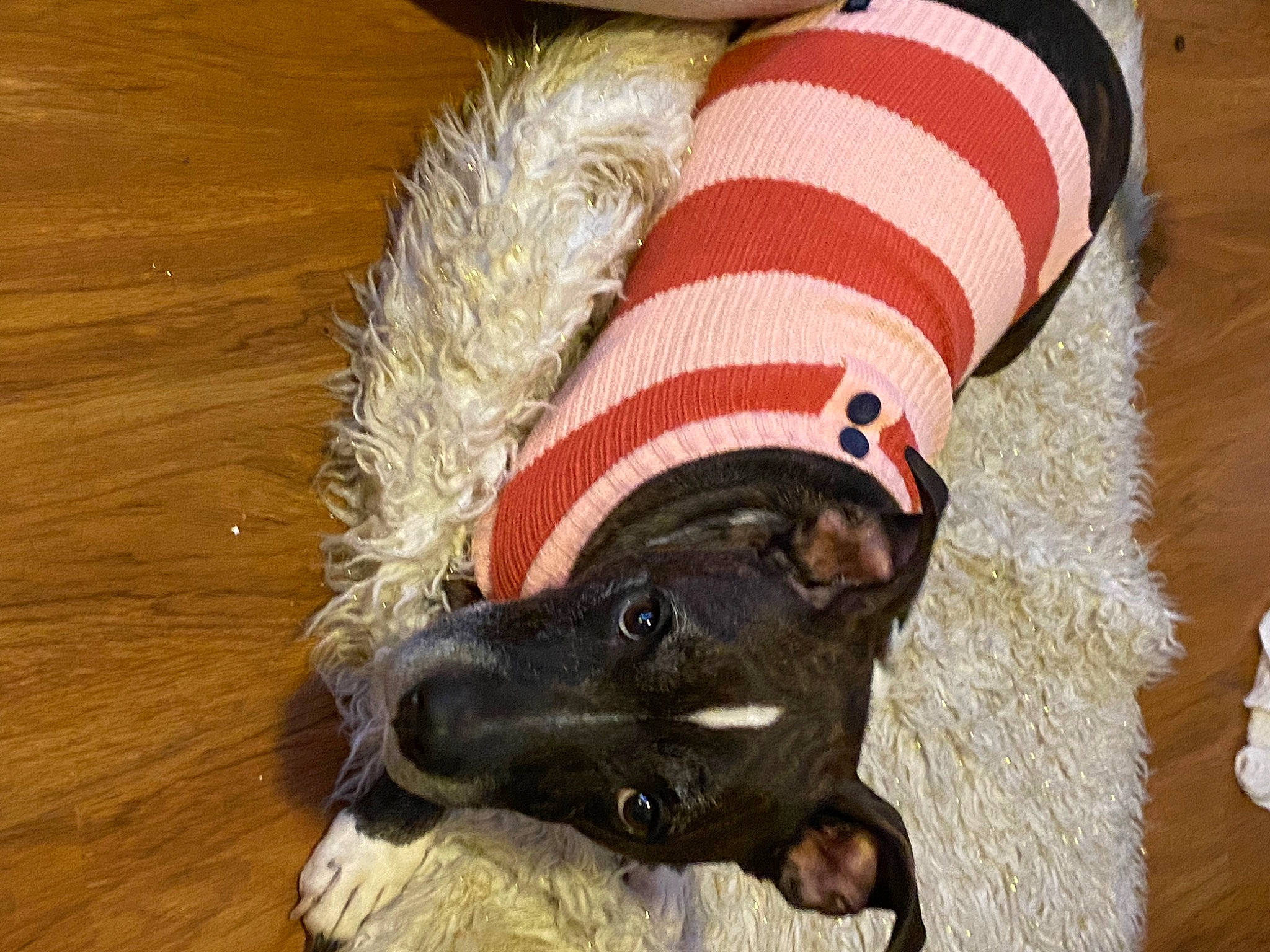 Regina is registered to the contest to win money with this photo: carnivore, collar, companion_dog, costume_hat, dog, dog_bed, dog_breed, dog_clothes, dog_supply, fashion_accessory, fawn, fur, hardwood, hat, leash, pet_supply, snout, sporting_group, wood, working_animal