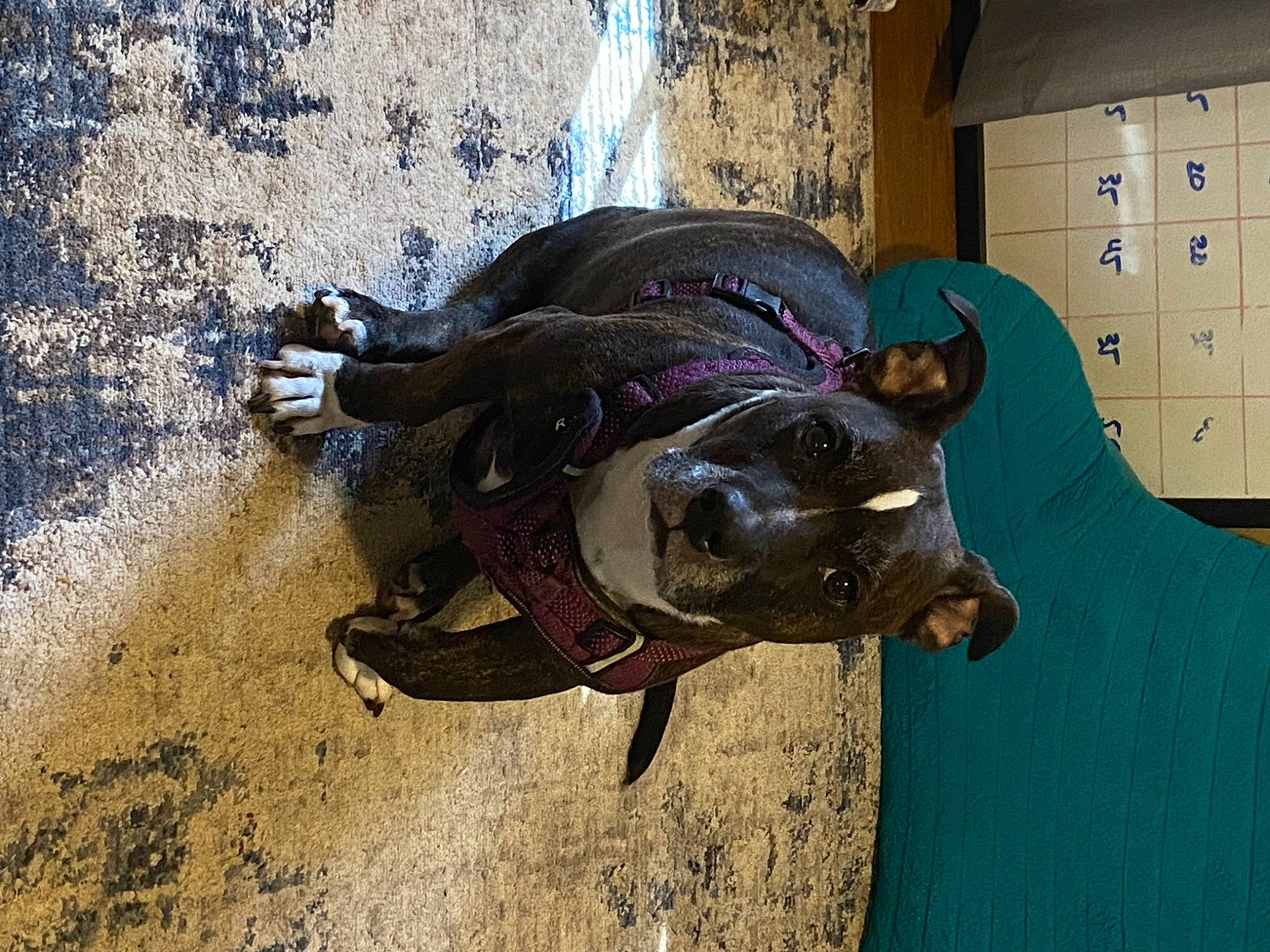 Regina is registered to the contest to win money with this photo: art, concrete, dog_breed, fashion_accessory, landscape, metal, personal_protective_equipment, reptile, sculpture, shadow, soil, terrestrial_animal, working_animal