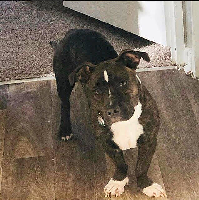 Regina is registered to the contest to win money with this photo: ancient_dog_breeds, canidae, carnivore, companion_dog, dog, dog_breed, fawn, fur, guard_dog, non_sporting_group, pet_supply, snout, sporting_group, tail, terrestrial_animal, whiskers, wood, working_animal, working_dog