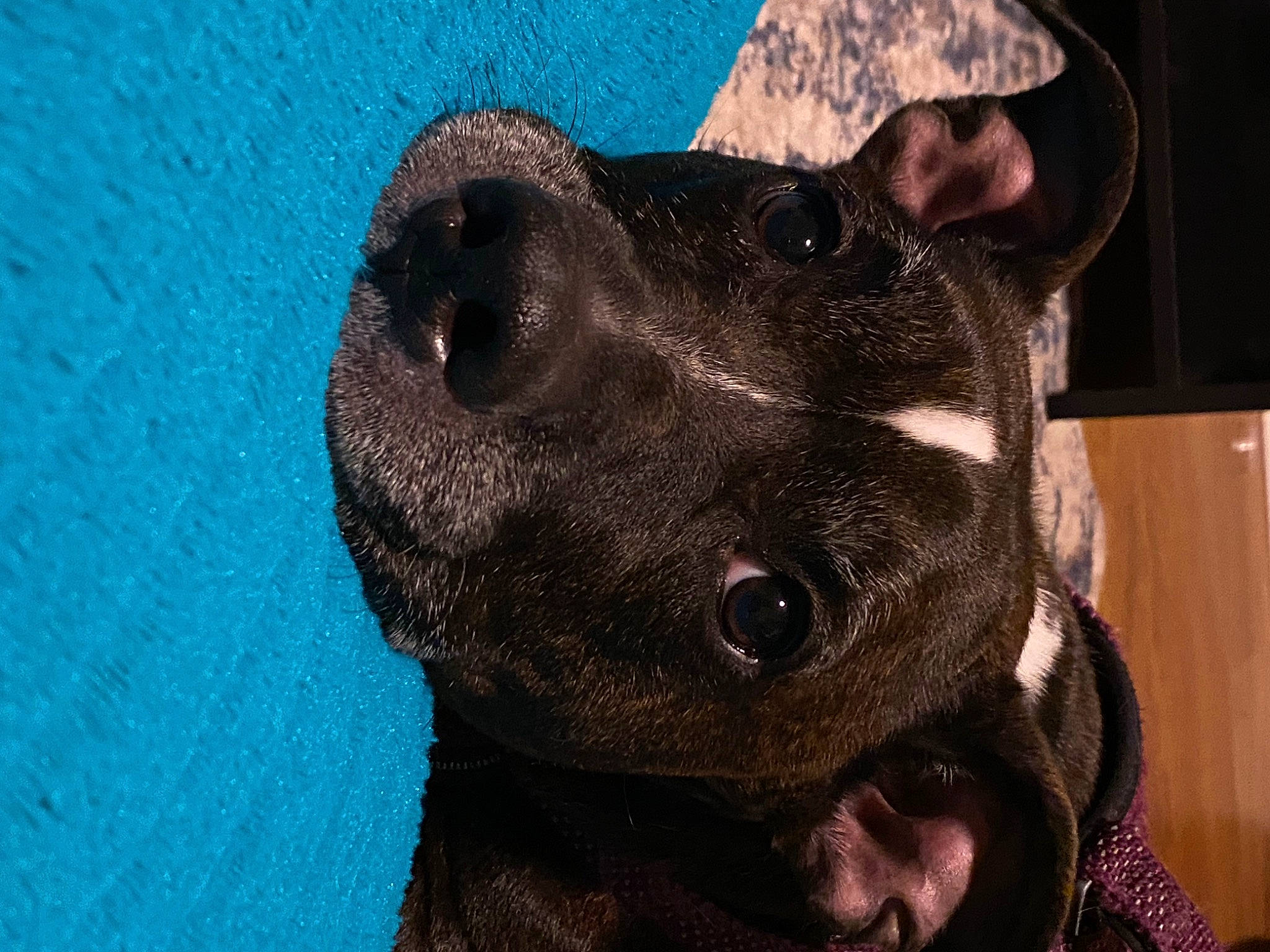 Regina is registered to the contest to win money with this photo: canidae, carnivore, collar, companion_dog, dog, dog_breed, dog_collar, ear, electric_blue, fawn, fur, guard_dog, jaw, liver, pet_supply, snout, sporting_group, terrestrial_animal, whiskers, working_animal