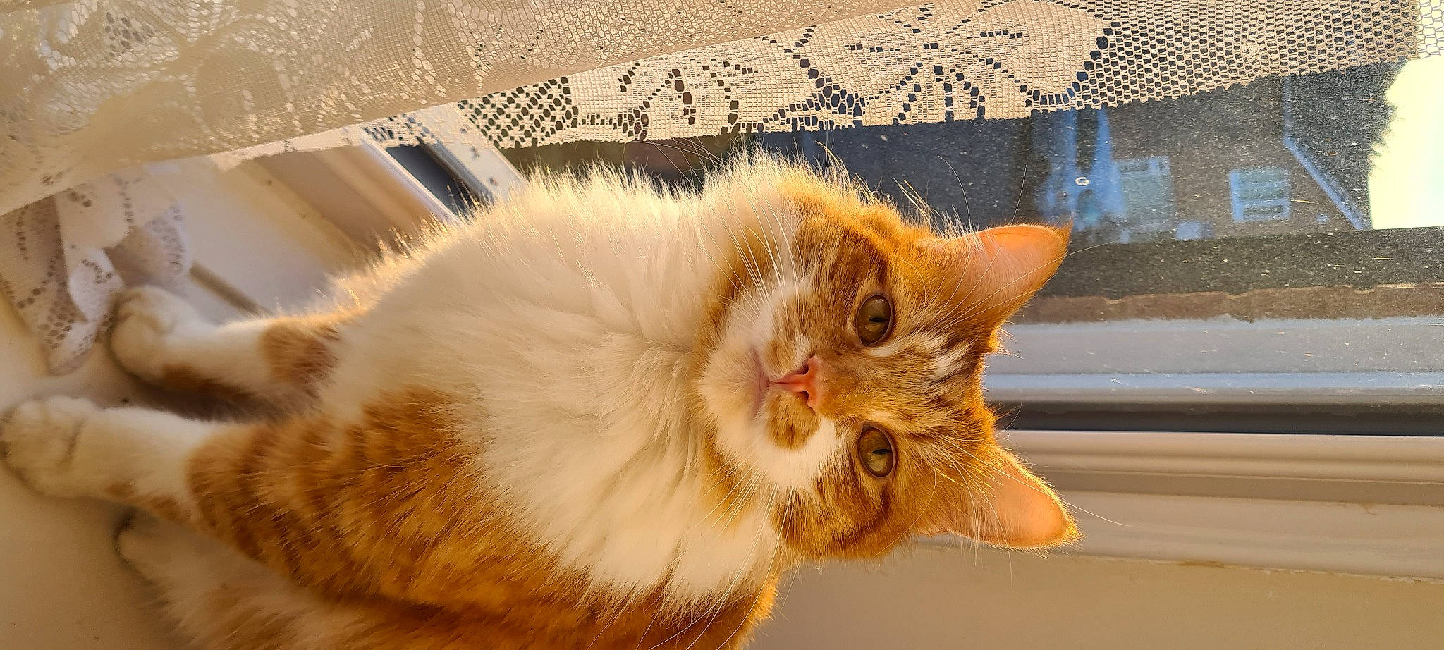 Zingabeel joined the competition — help win amazing prizes! carnivore, cat, claw, comfort, domestic_short_haired_cat, eye, fawn, felidae, fur, paw, small_to_medium_sized_cats, snout, tail, whiskers, window, wood