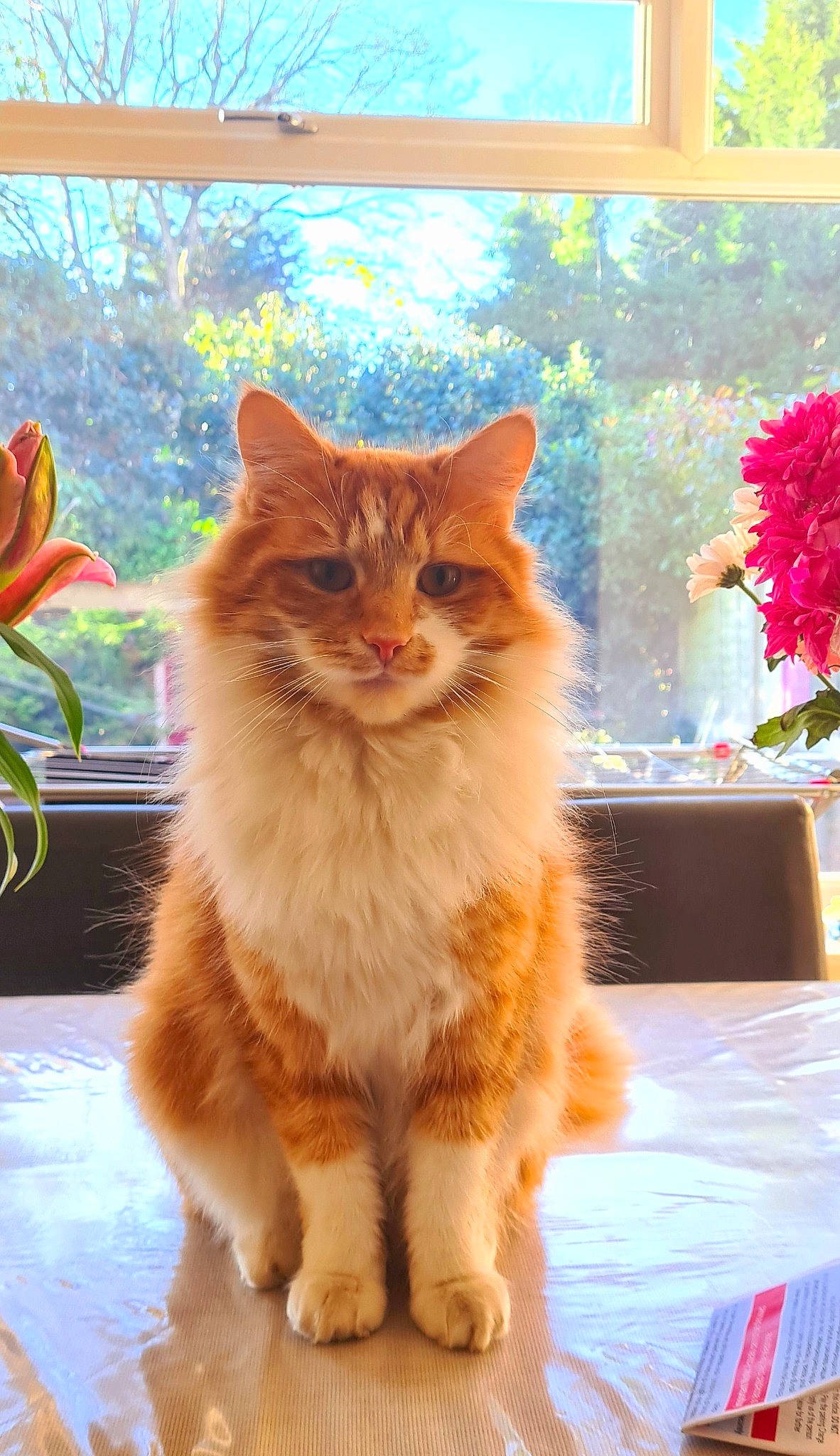 Zingabeel is registered to the contest to win money with this photo: carnivore, cat, domestic_short_haired_cat, fawn, felidae, flower, fur, houseplant, orange, peach, petal, plant, sky, small_to_medium_sized_cats, snout, tail, tree, whiskers, window, wood