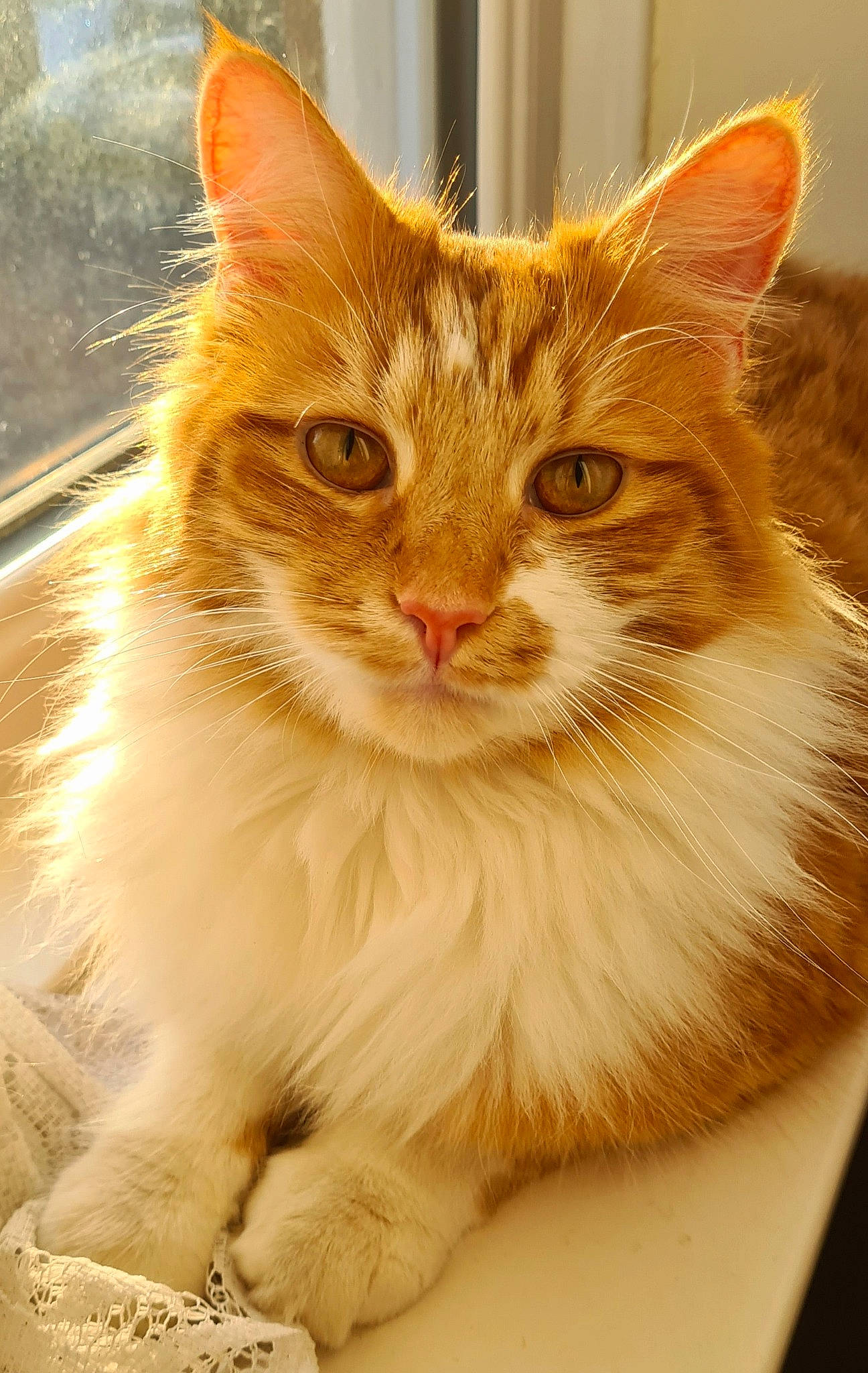 Zingabeel joined the competition — help win amazing prizes! box, carnivore, cat, claw, computer_monitor, domestic_short_haired_cat, eye, fawn, felidae, fur, iris, paw, small_to_medium_sized_cats, snout, tail, whiskers, window