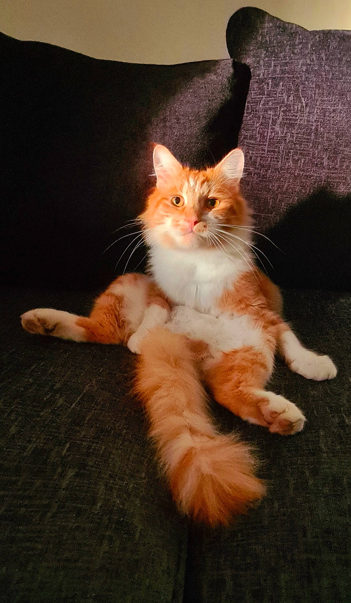 Zingabeel joined the competition — help win amazing prizes! carnivore, cat, claw, comfort, domestic_short_haired_cat, fawn, felidae, foot, fur, gesture, human_leg, paw, peach, sitting, small_to_medium_sized_cats, snout, tail, whiskers, window, wood