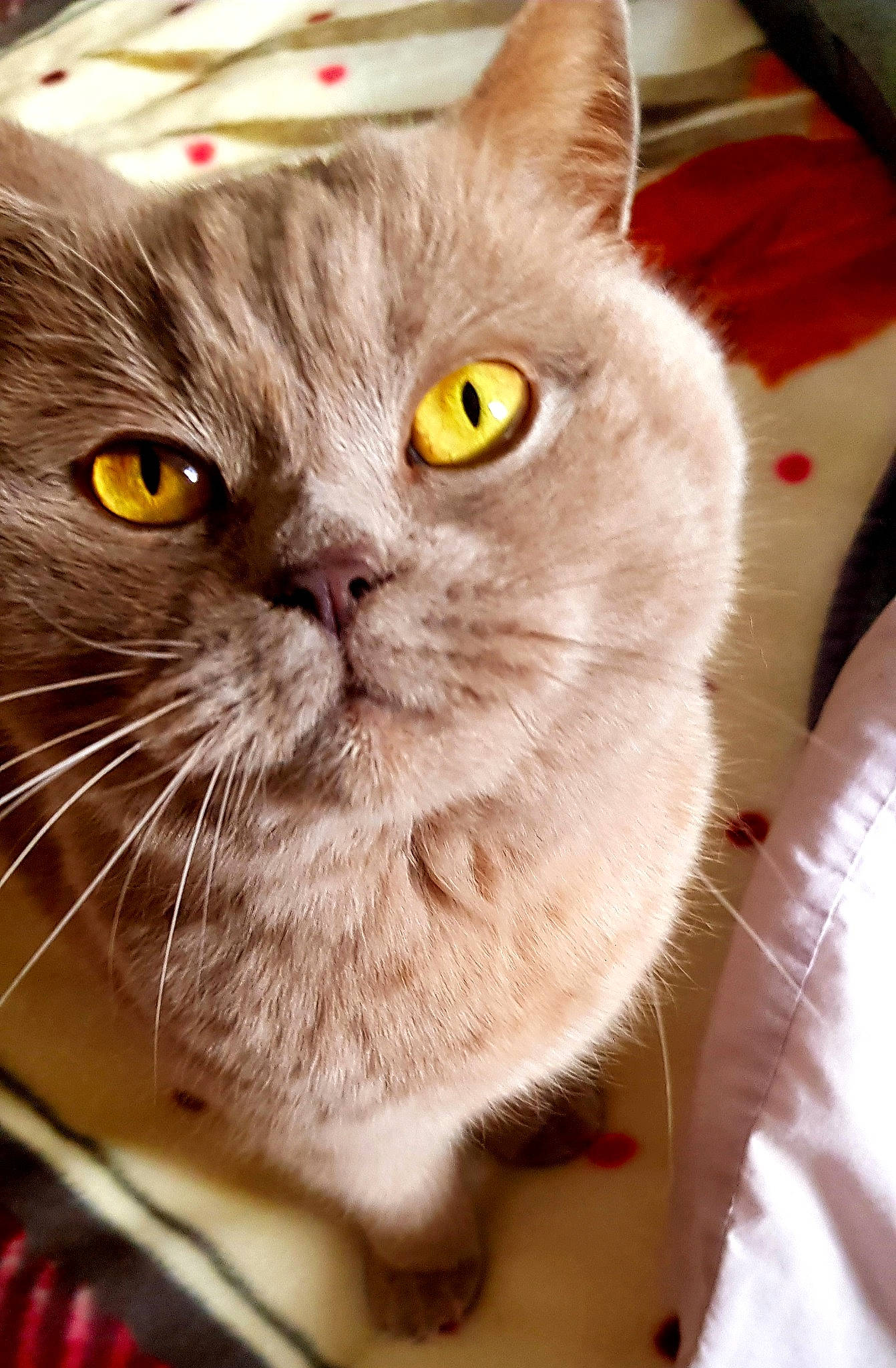 Elsa is registered to the contest to win money with this photo: carnivore, cat, domestic_short_haired_cat, ear, eye, fawn, felidae, fur, iris, small_to_medium_sized_cats, snout, terrestrial_animal, whiskers