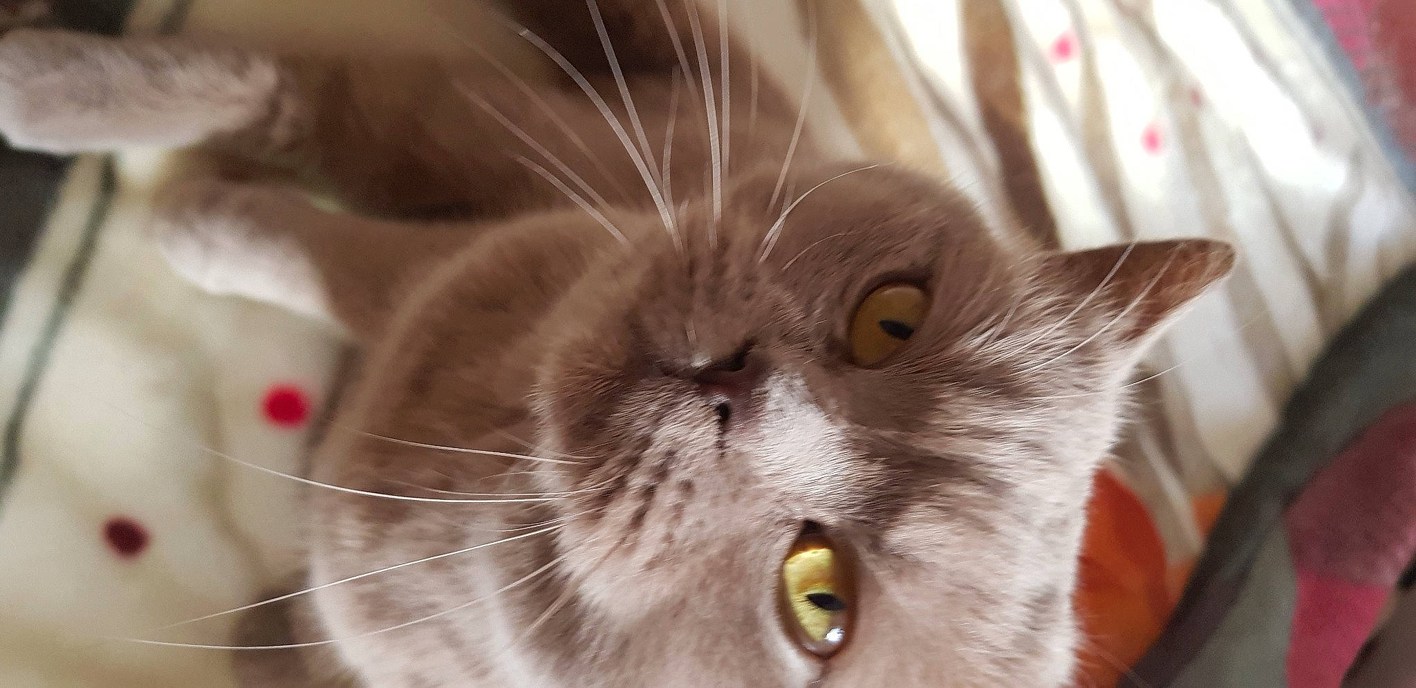 Elsa is registered to the contest to win money with this photo: black_cat, carnivore, cat, claw, close_up, domestic_short_haired_cat, ear, felidae, fur, small_to_medium_sized_cats, snout, terrestrial_animal, whiskers, window