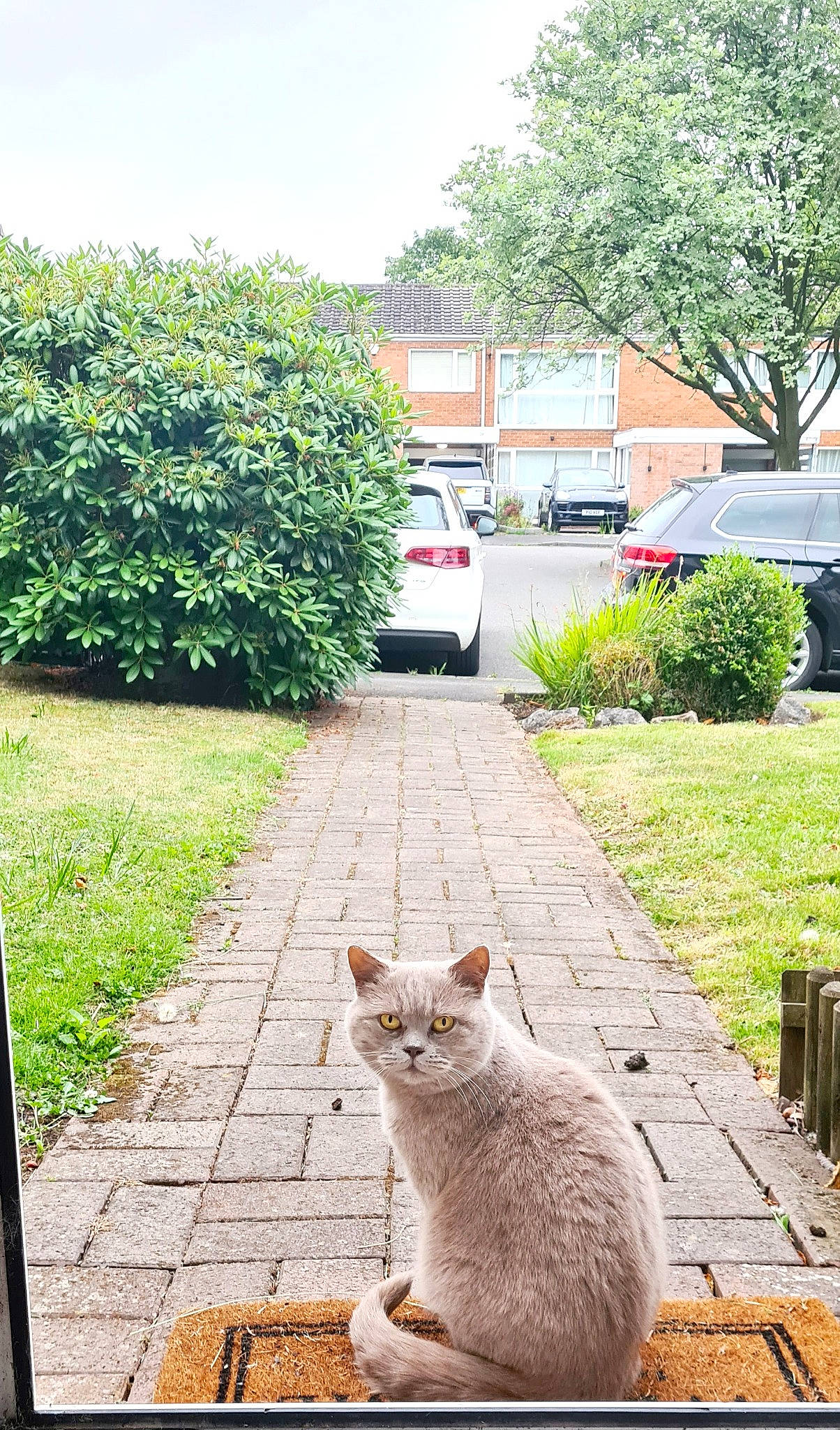 Elsa joined the competition — help win amazing prizes! asphalt, car, carnivore, cat, fawn, felidae, flooring, grass, green, line, morning, plant, road_surface, sidewalk, sky, small_to_medium_sized_cats, tree, vehicle, whiskers, wood