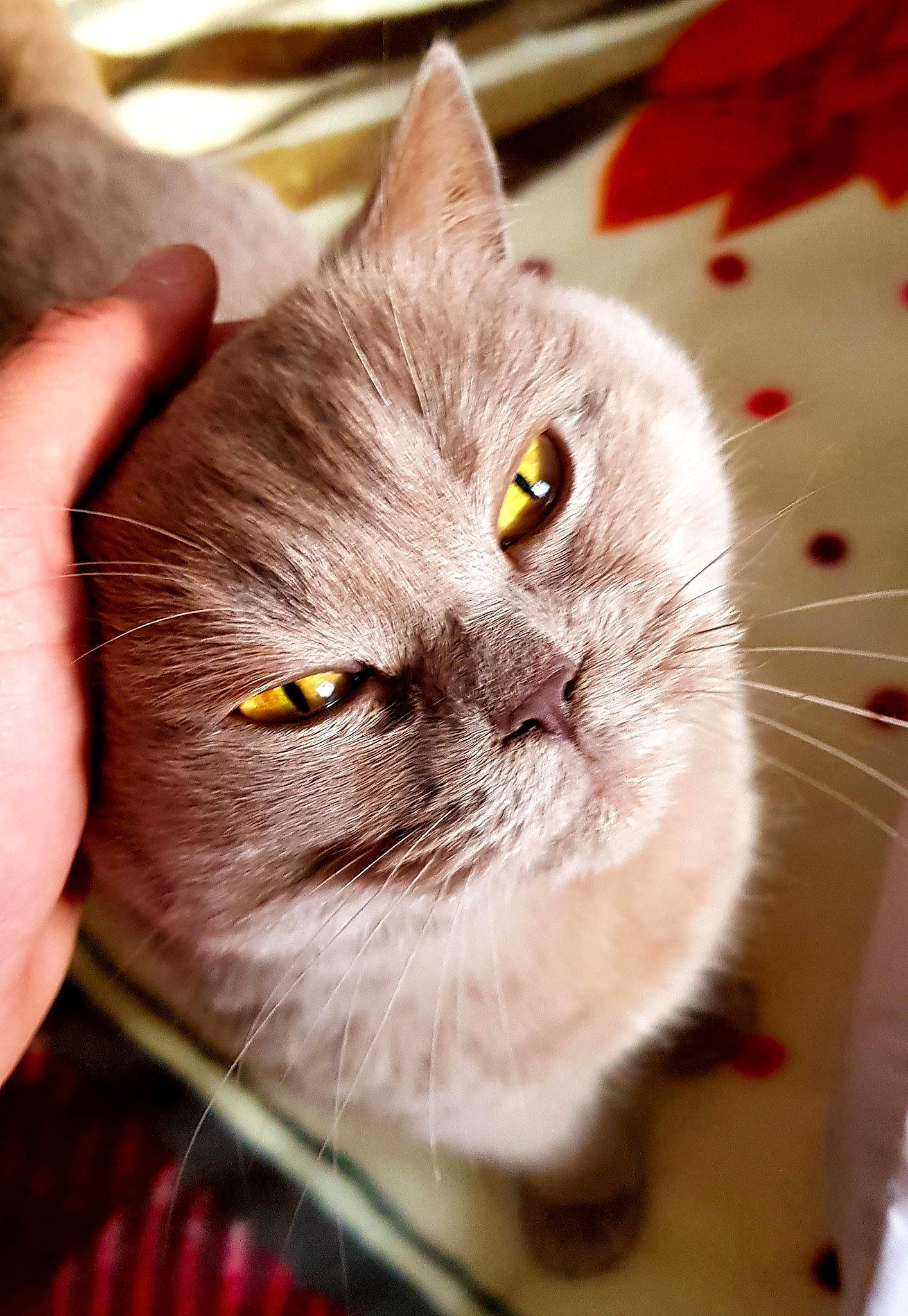 Elsa joined the competition — help win amazing prizes! carnivore, cat, domestic_short_haired_cat, fawn, felidae, fur, plant, small_to_medium_sized_cats, snout, whiskers