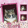 cat, calico_cat, pet, animal, portrait, close_up, framed_photo, photo_collage, pink, floral, flowers, wallpaper, decorative, vintage_style, home_decor, whiskers, green_eyes, fur, front_facing, cute