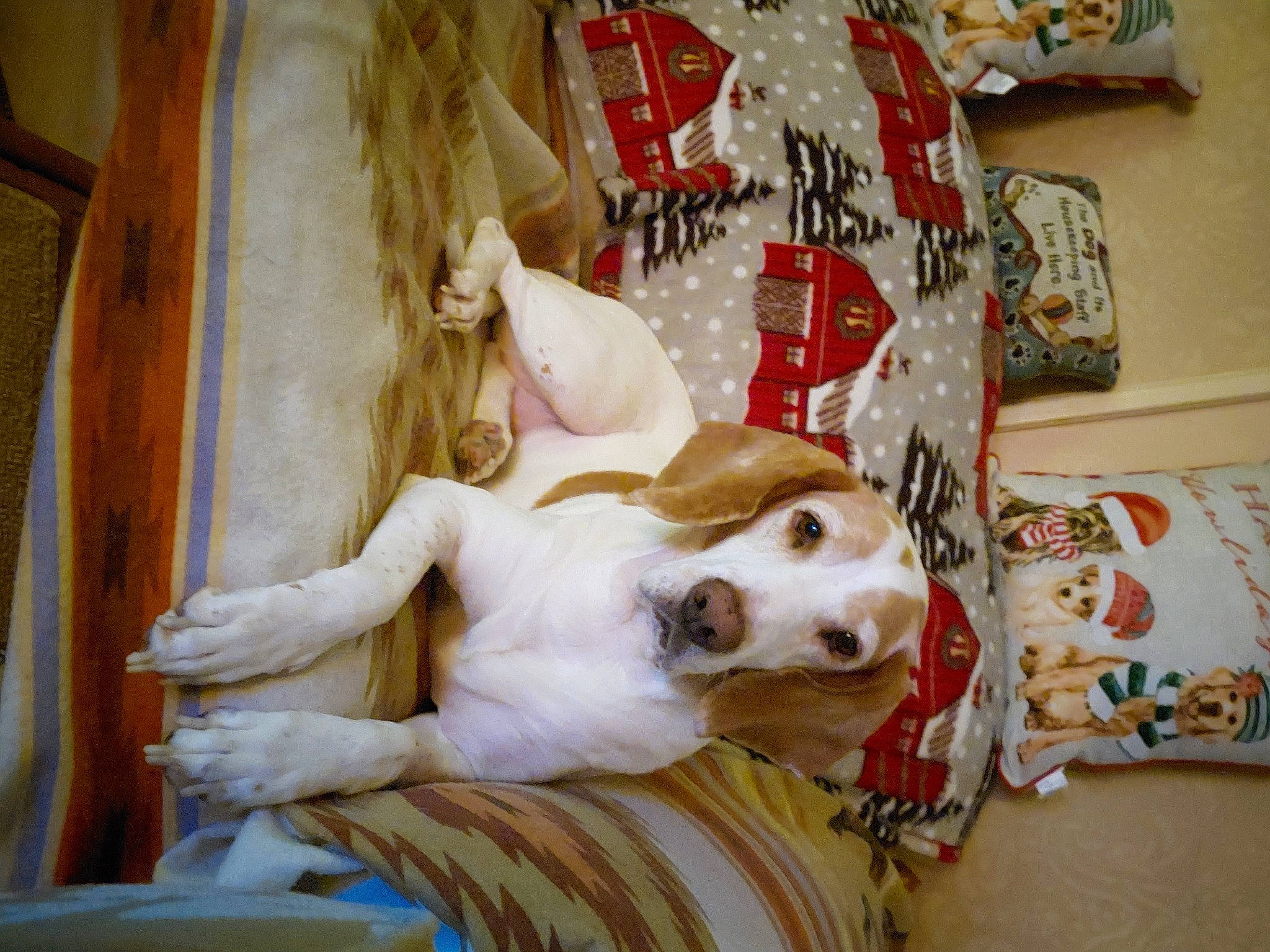 Jenny joined the competition — help win amazing prizes! bed, bedding, canidae, carnivore, comfort, companion_dog, dog, dog_breed, dog_supply, event, fawn, fur, lap, linens, paw, remote_control, sporting_group, whiskers, wood, working_animal