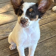 Ollie is registered to the contest to win money with this photo: puppy, dog, small_dog, ears, wooden_floor, pet, animal, cute, indoor, sitting, fur, brown_and_white, eyes, nose, front_paws, young_dog, companion, domestic_animal, looking, background_dog