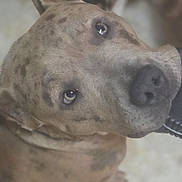Axel is registered to the contest to win money with this photo: dog, brindle, pet, animal, mouth, toy, indoor, floor, curious, looking_up, closeup, canine, ears, fur, snout, domestic_animal, companion, person, socks, striped_socks