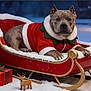 Axel is registered to the contest to win money with this photo: dog, sleigh, snow, christmas, holiday, presents, red_clothing, festive, winter, outdoor, decorations, animal, canine, celebration, seasonal, snowy, relaxing, red, green, toy_reindeer
