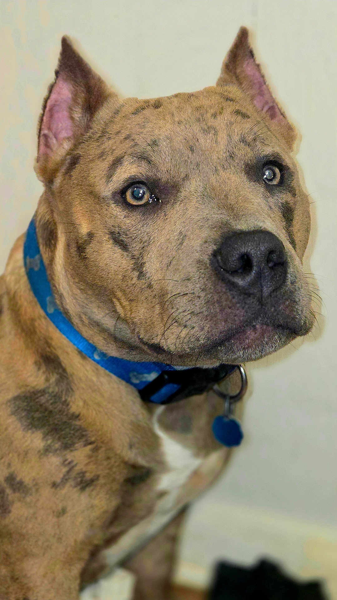 Axel is registered to the contest to win money with this photo: dog, brindle, close_up, collar, pet, animal, indoor, portrait, fur, ears, face, muzzle, blue_collar, whiskers, looking, canine, domestic_animal, young_dog, alert, background_blur