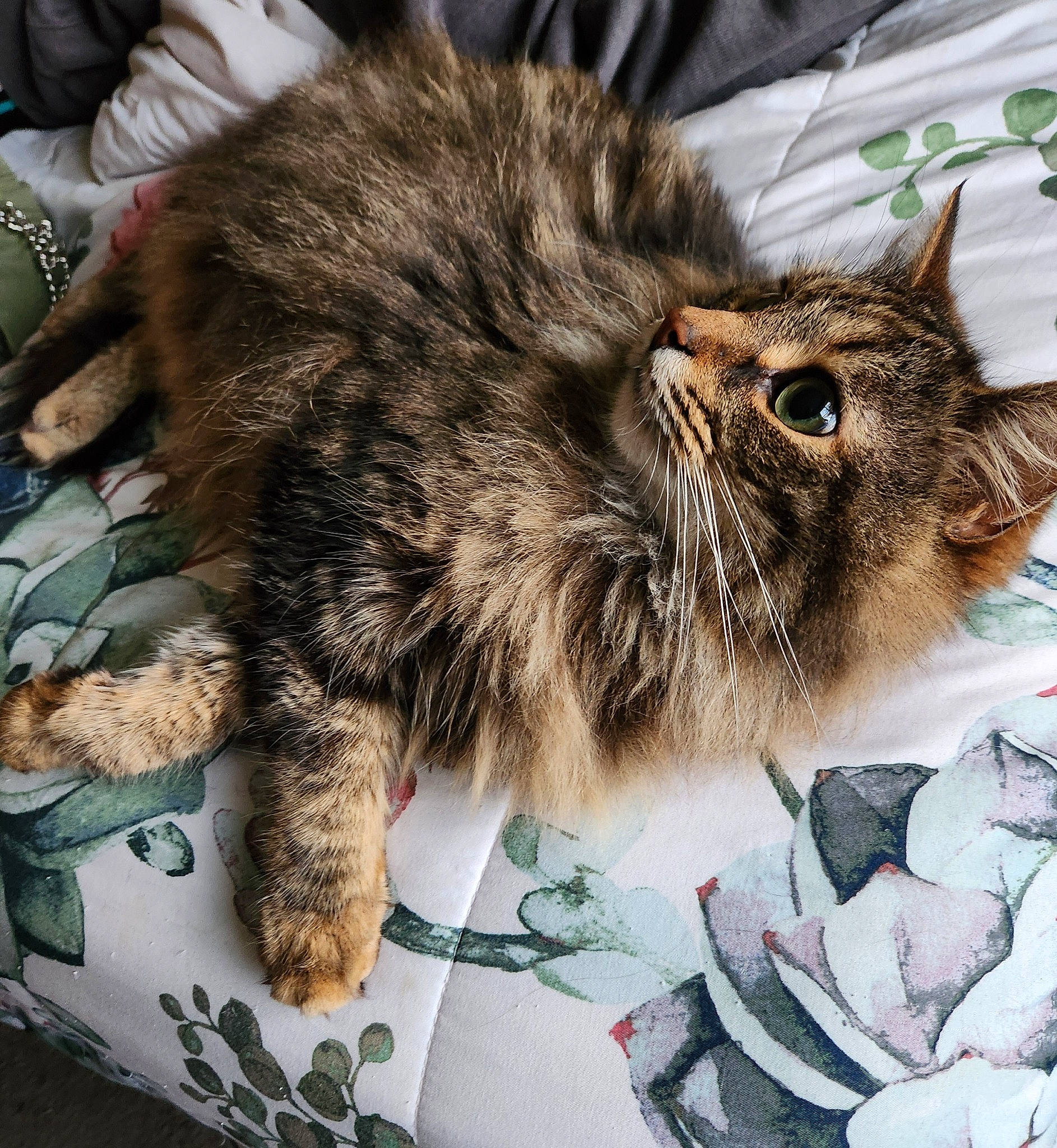 Loki is registered to the contest to win money with this photo: carnivore, cat, claw, domestic_short_haired_cat, felidae, fur, metal, nap, paw, sleep, small_to_medium_sized_cats, snout, tail, terrestrial_animal, whiskers