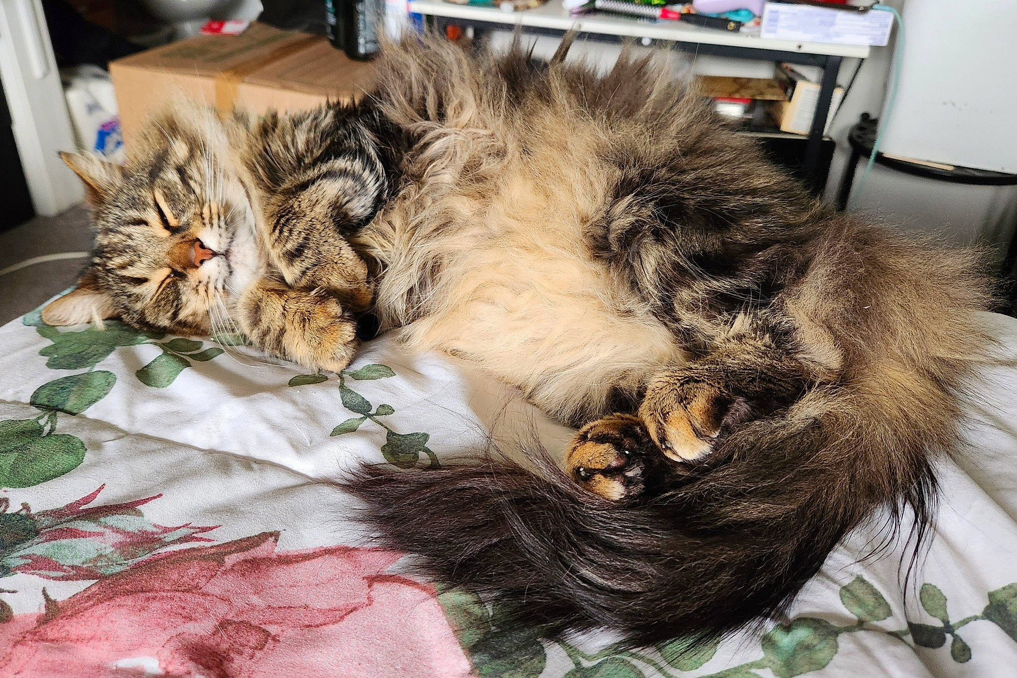 Loki is registered to the contest to win money with this photo: bed, bed_sheet, bedding, box, carnivore, cat, claw, comfort, domestic_short_haired_cat, felidae, fur, linens, nap, natural_material, paw, sleep, small_to_medium_sized_cats, snout, tail, whiskers