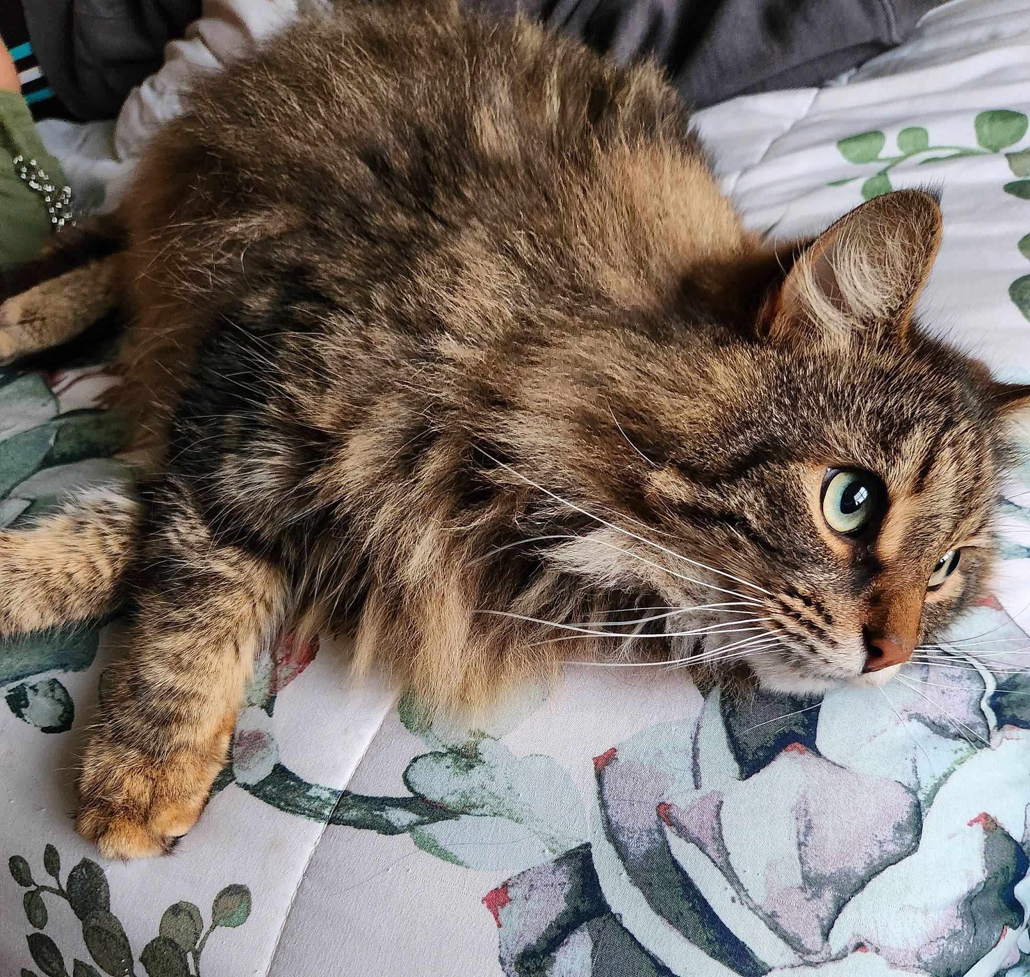 Loki is registered to the contest to win money with this photo: carnivore, cat, claw, domestic_short_haired_cat, felidae, fur, pattern, paw, small_to_medium_sized_cats, snout, tableware, terrestrial_animal, whiskers