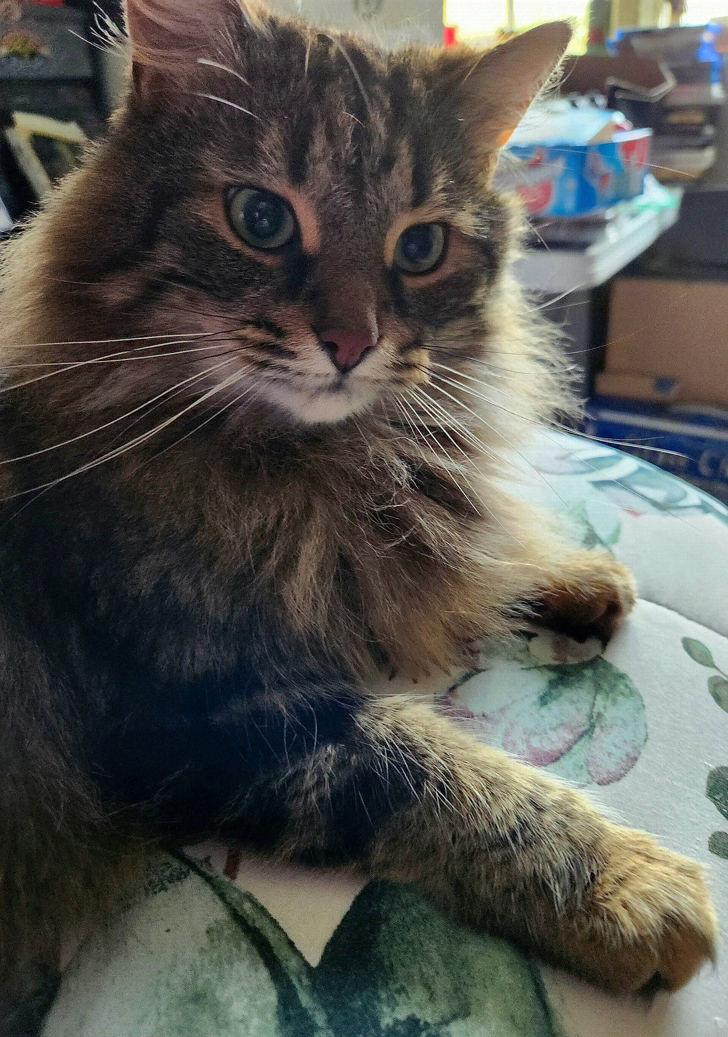 Loki is registered to the contest to win money with this photo: carnivore, cat, claw, domestic_short_haired_cat, felidae, fur, metal, paw, small_to_medium_sized_cats, snout, tree, whiskers, window