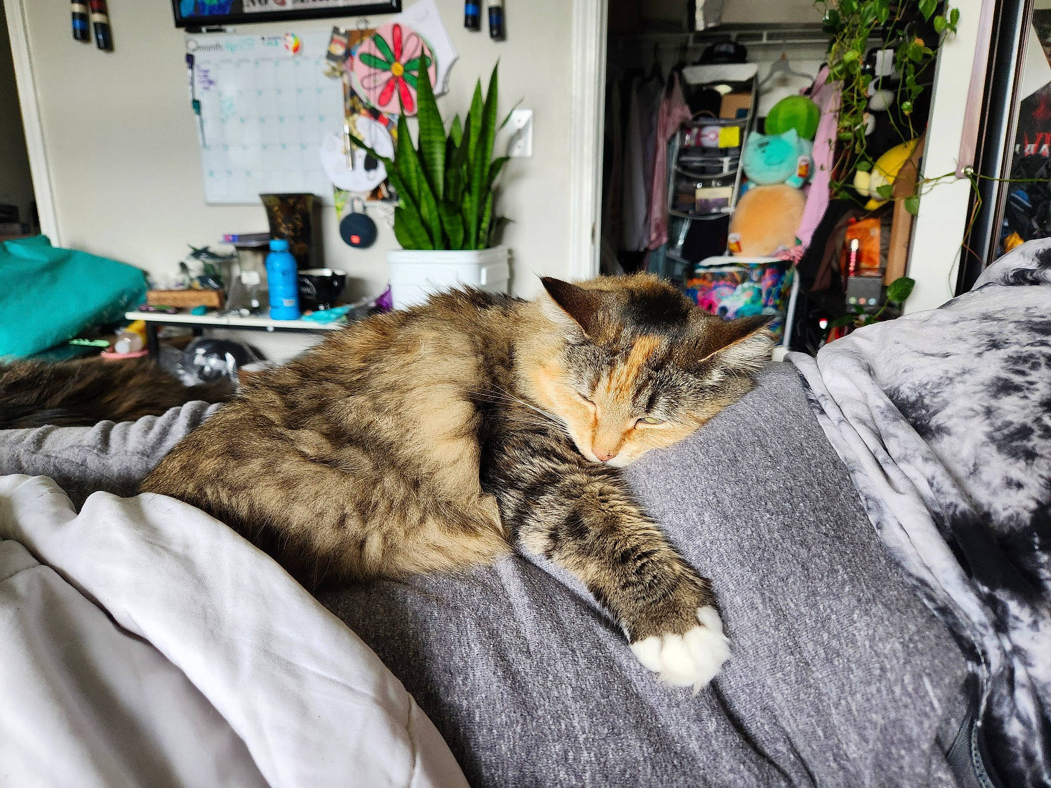 Freya joined the competition — help win amazing prizes! bedding, carnivore, cat, claw, comfort, domestic_short_haired_cat, felidae, flowerpot, fur, grey, houseplant, linens, nap, picture_frame, plant, room, sitting, small_to_medium_sized_cats, tail, whiskers