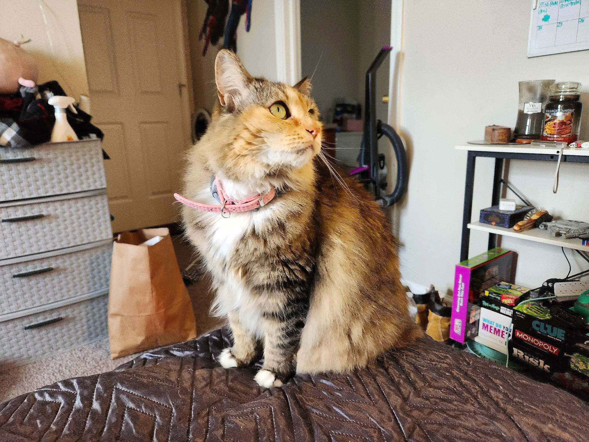 Freya joined the competition — help win amazing prizes! box, cardboard, carnivore, cat, domestic_short_haired_cat, door, drawer, felidae, flooring, fur, hardwood, paw, picture_frame, shelf, shelving, small_to_medium_sized_cats, snout, tail, whiskers, wood