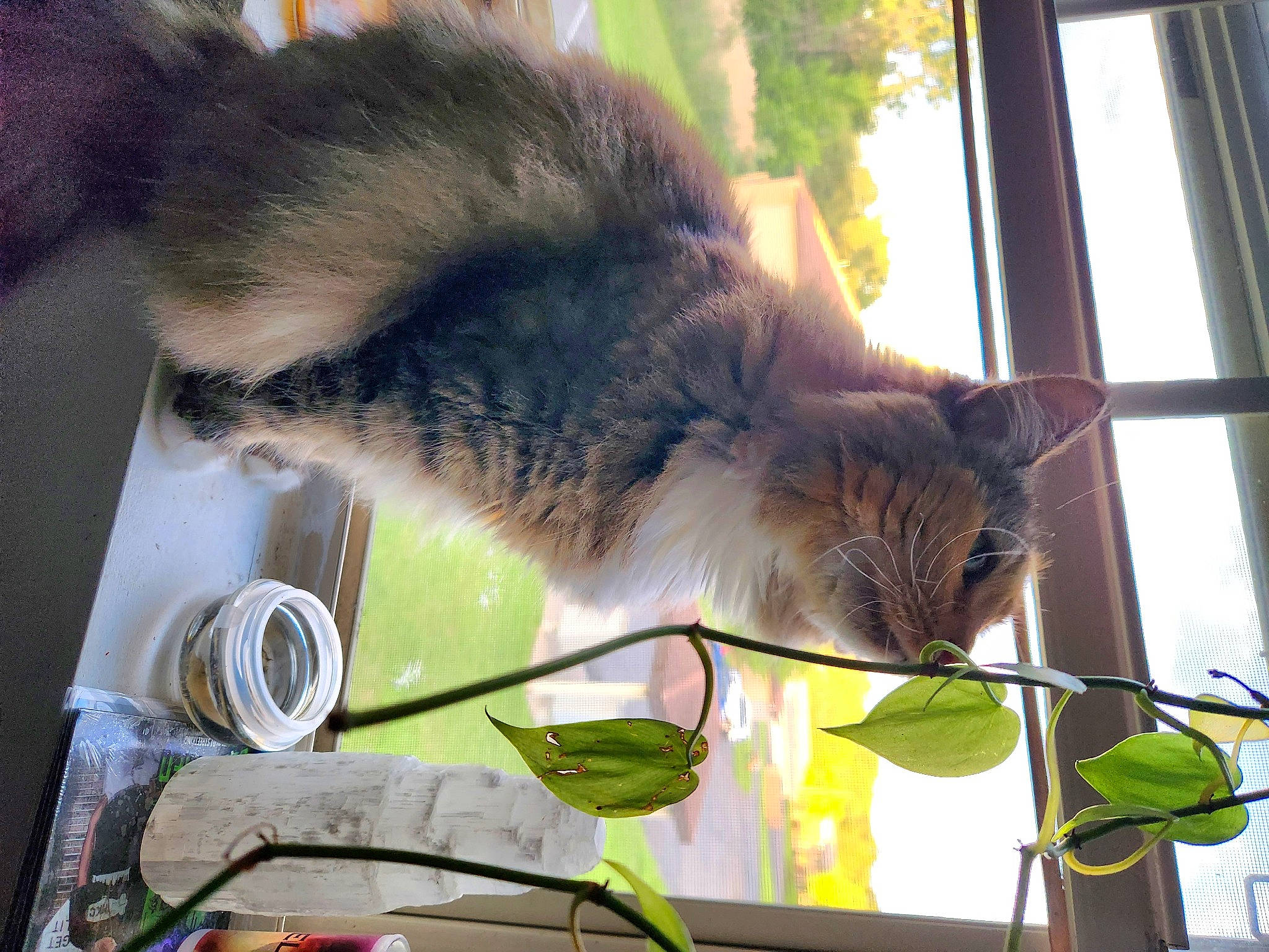 Freya joined the competition — help win amazing prizes! carnivore, cat, domestic_short_haired_cat, fawn, felidae, fur, grass, mammal, plant, plate, small_to_medium_sized_cats, snout, table, tableware, tail, tree, vertebrate, whiskers, window, wood