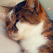Biscotte participe au concours pour gagner de l'argent avec cette photo : cat, tabby, close_up, sleeping, resting, pet, feline, whiskers, ears, fur, cute, heart_doodles, love, soft_surface, indoor, cozy, animal, domestic_cat, relaxation, mammal
