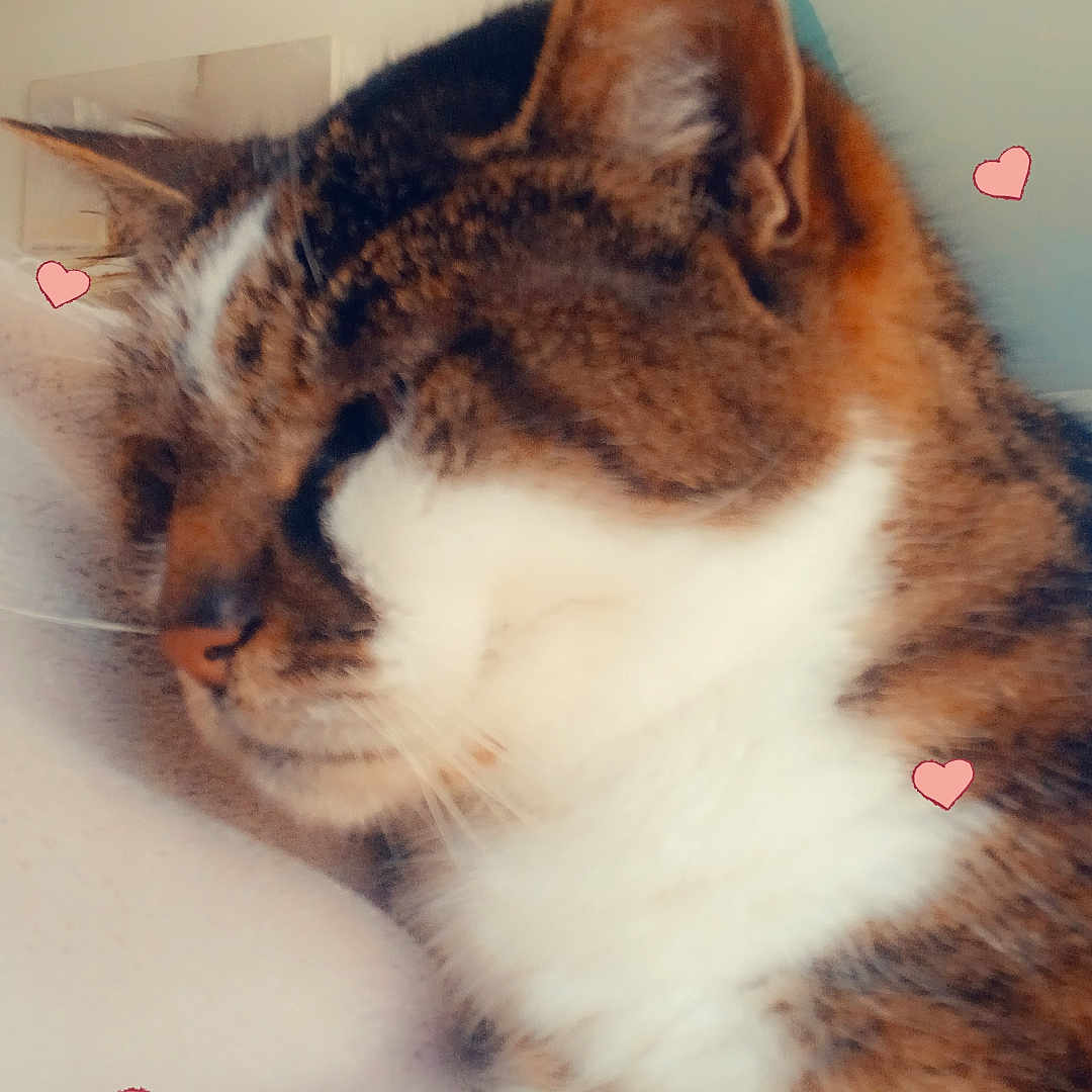 Biscotte participe au concours pour gagner de l'argent avec cette photo : animal, cat, close_up, cozy, cute, domestic_cat, ears, feline, fur, heart_doodles, indoor, love, mammal, pet, relaxation, resting, sleeping, soft_surface, tabby, whiskers