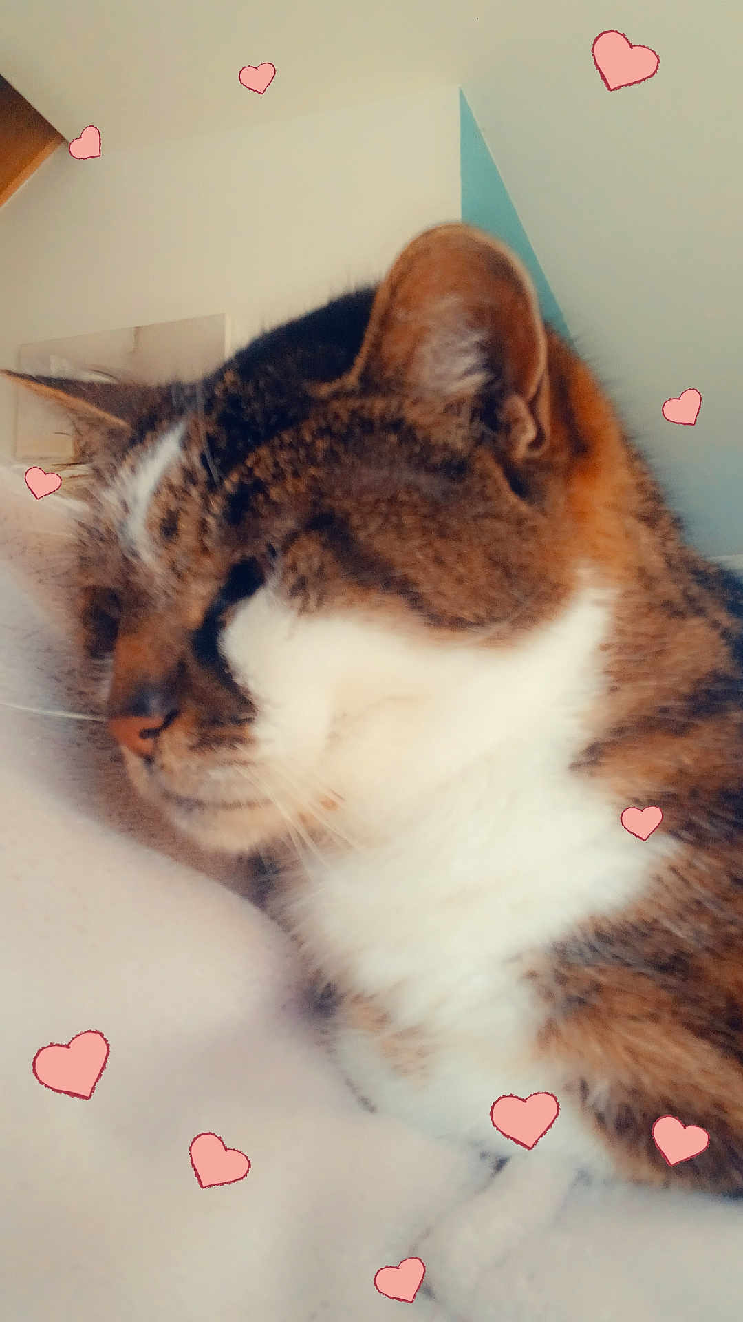 Biscotte participe au concours pour gagner de l'argent avec cette photo : cat, tabby, close_up, sleeping, resting, pet, feline, whiskers, ears, fur, cute, heart_doodles, love, soft_surface, indoor, cozy, animal, domestic_cat, relaxation, mammal