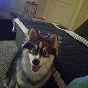 Jack'S is registered to the contest to win money with this photo: animal, blanket, canine, carpet, cozy, dog, domestic, door, ears, eyes, face, fur, furniture, happy, home, indoor, looking_up, pet, room, smile