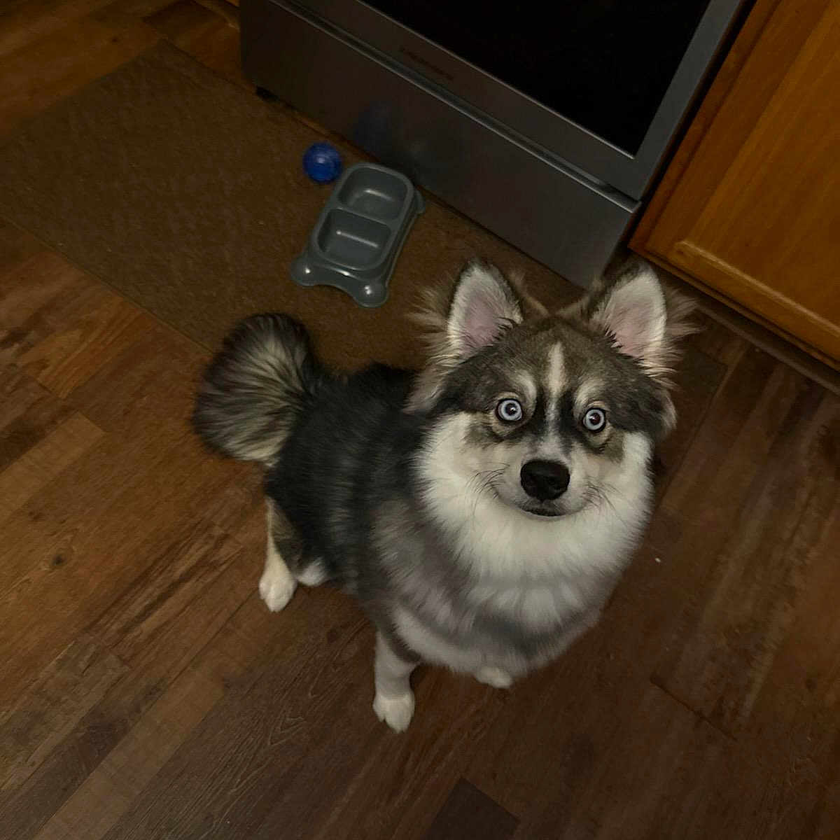 Jack'S is registered to the contest to win money with this photo: alert, animal, blue_eyes, companion, curious, cute, dog, domestic, ears_up, fluffy, food_bowl, friendly, fur, indoor, kitchen, looking_up, pet, standing, toy_ball, wooden_floor