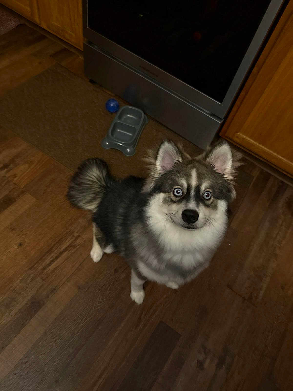 Jack'S is registered to the contest to win money with this photo: alert, animal, blue_eyes, companion, curious, cute, dog, domestic, ears_up, fluffy, food_bowl, friendly, fur, indoor, kitchen, looking_up, pet, standing, toy_ball, wooden_floor