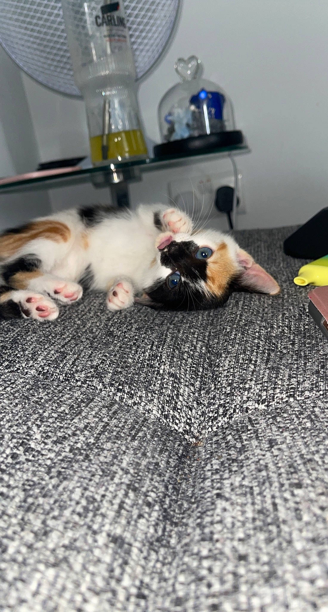 Aurora is registered to the contest to win money with this photo: bottle, carnivore, cat, comfort, companion_dog, dog_breed, domestic_short_haired_cat, fawn, felidae, floor, flooring, grey, hardwood, room, small_to_medium_sized_cats, tail, vertebrate, water_bottle, whiskers, wood