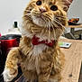 Arkhos a rejoint le concours — aidez-le/la à gagner de superbes lots ! animal, bow_tie, cat, countertop, curious, cute, domestic_cat, feline, fur, household, indoor, kitchen, orange_tabby, paw, pet, portrait, raised_paw, sitting, whiskers, wood_surface