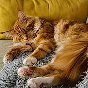 Arkhos a rejoint le concours — aidez-le/la à gagner de superbes lots ! blanket, cat, comfort, cozy, cushion, cute, domestic_animal, fluffy, fur, furniture, indoor, nap, orange_tabby, paws, pet, relaxed, resting, sleeping, soft, yellow