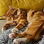 blanket, cat, comfort, cozy, cushion, cute, domestic_animal, fluffy, fur, furniture, indoor, nap, orange_tabby, paws, pet, relaxed, resting, sleeping, soft, yellow