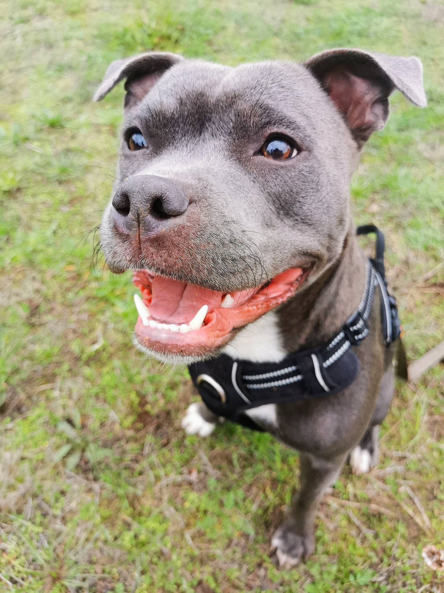 Poly a rejoint le concours — aidez-le/la à gagner de superbes lots ! canidae, carnivore, collar, companion_dog, dog, dog_breed, dog_collar, dog_supply, fashion_accessory, fawn, grass, leash, liver, non_sporting_group, pet_supply, plant, snout, sporting_group, whiskers, working_animal