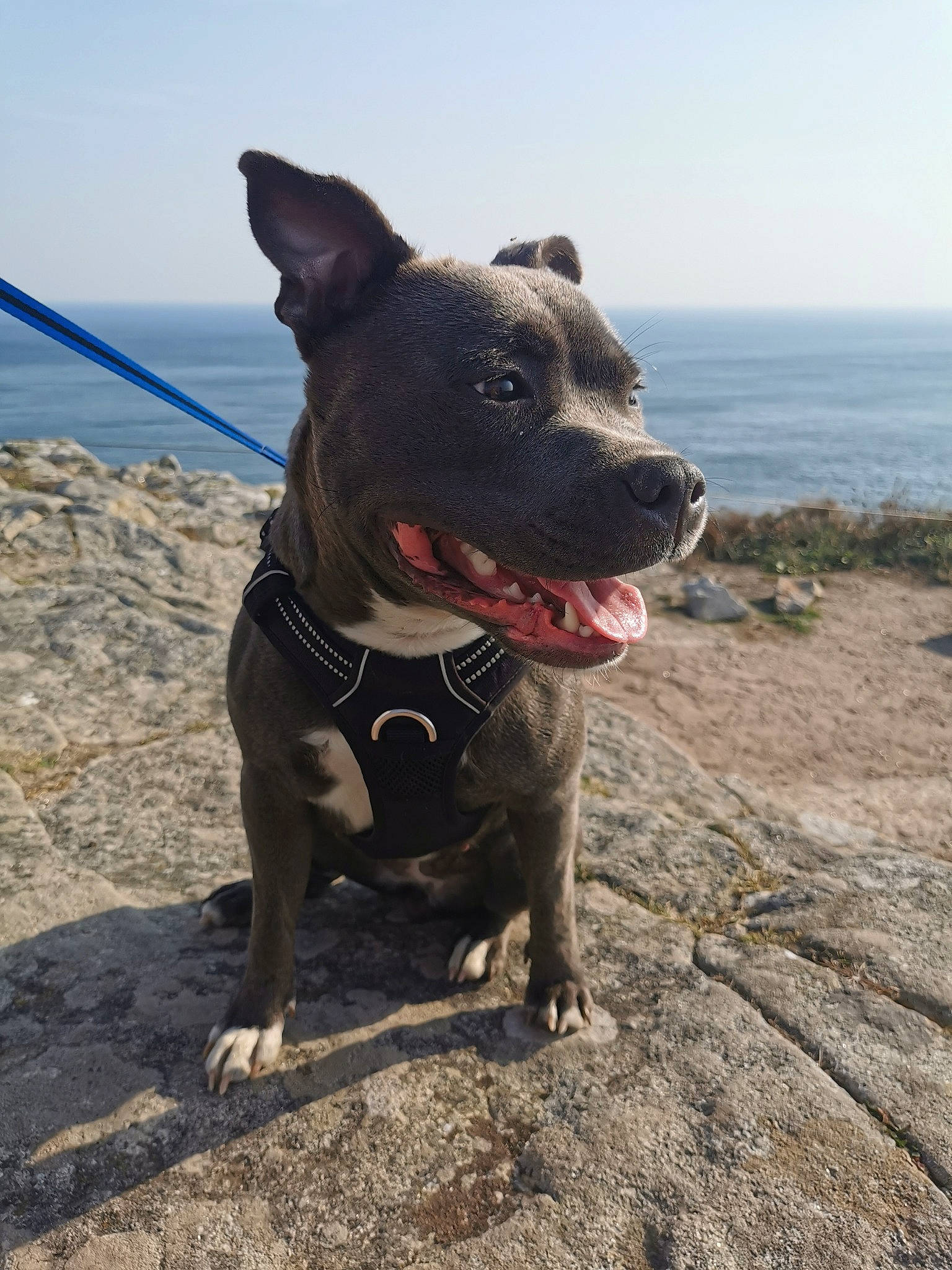 Poly a rejoint le concours — aidez-le/la à gagner de superbes lots ! beach, canidae, carnivore, collar, companion_dog, dog, dog_breed, dog_collar, fawn, guard_dog, landscape, leash, ocean, plant, sky, snout, sporting_group, water, working_animal, working_dog