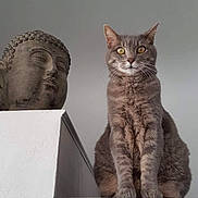 Lola participe au concours pour gagner de l'argent avec cette photo : cat, gray_tabby, statue, buddha, indoor, ledges, calm, serene, animal, pet, feline, decor, white_wall, expression, sitting, closeup, portrait, quiet, still_life, contemplative