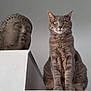 cat, gray_tabby, statue, buddha, indoor, ledges, calm, serene, animal, pet, feline, decor, white_wall, expression, sitting, closeup, portrait, quiet, still_life, contemplative