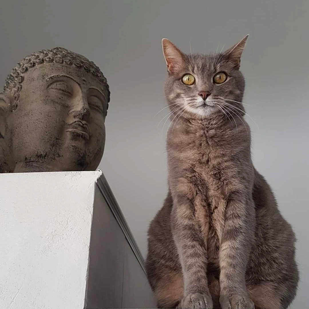 Lola participe au concours pour gagner de l'argent avec cette photo : animal, buddha, calm, cat, closeup, contemplative, decor, expression, feline, gray_tabby, indoor, ledges, pet, portrait, quiet, serene, sitting, statue, still_life, white_wall