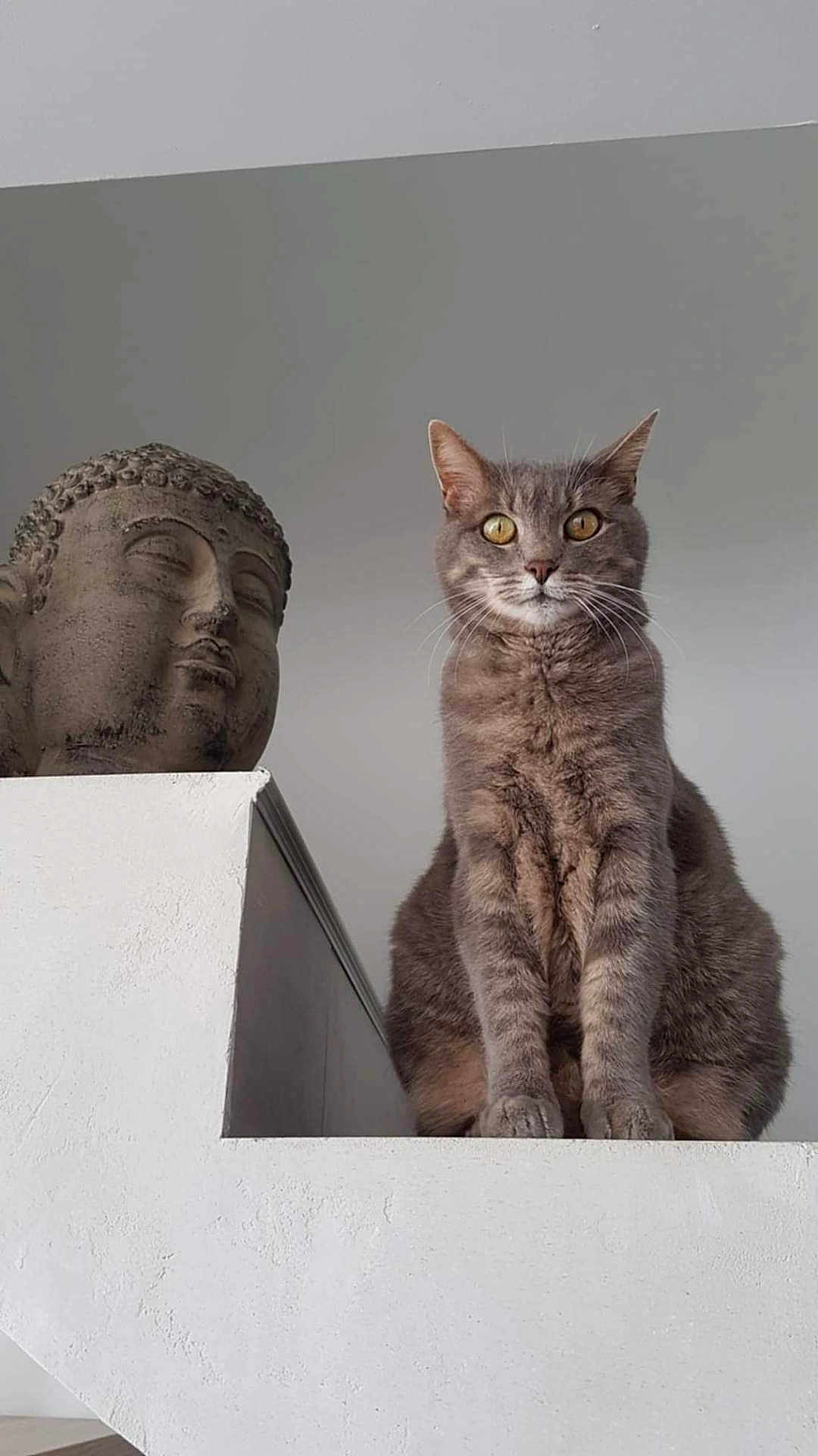 Lola participe au concours pour gagner de l'argent avec cette photo : cat, gray_tabby, statue, buddha, indoor, ledges, calm, serene, animal, pet, feline, decor, white_wall, expression, sitting, closeup, portrait, quiet, still_life, contemplative