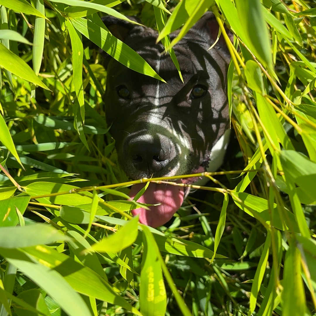 Tyson a rejoint le concours — aidez-le/la à gagner de superbes lots ! animal, bush, canine, close_up, daylight, dog, face, greenery, hidden, leaves, nature, outdoor, pet, plant, playful, shadow, summer, sunlight, tongue, tongue_out