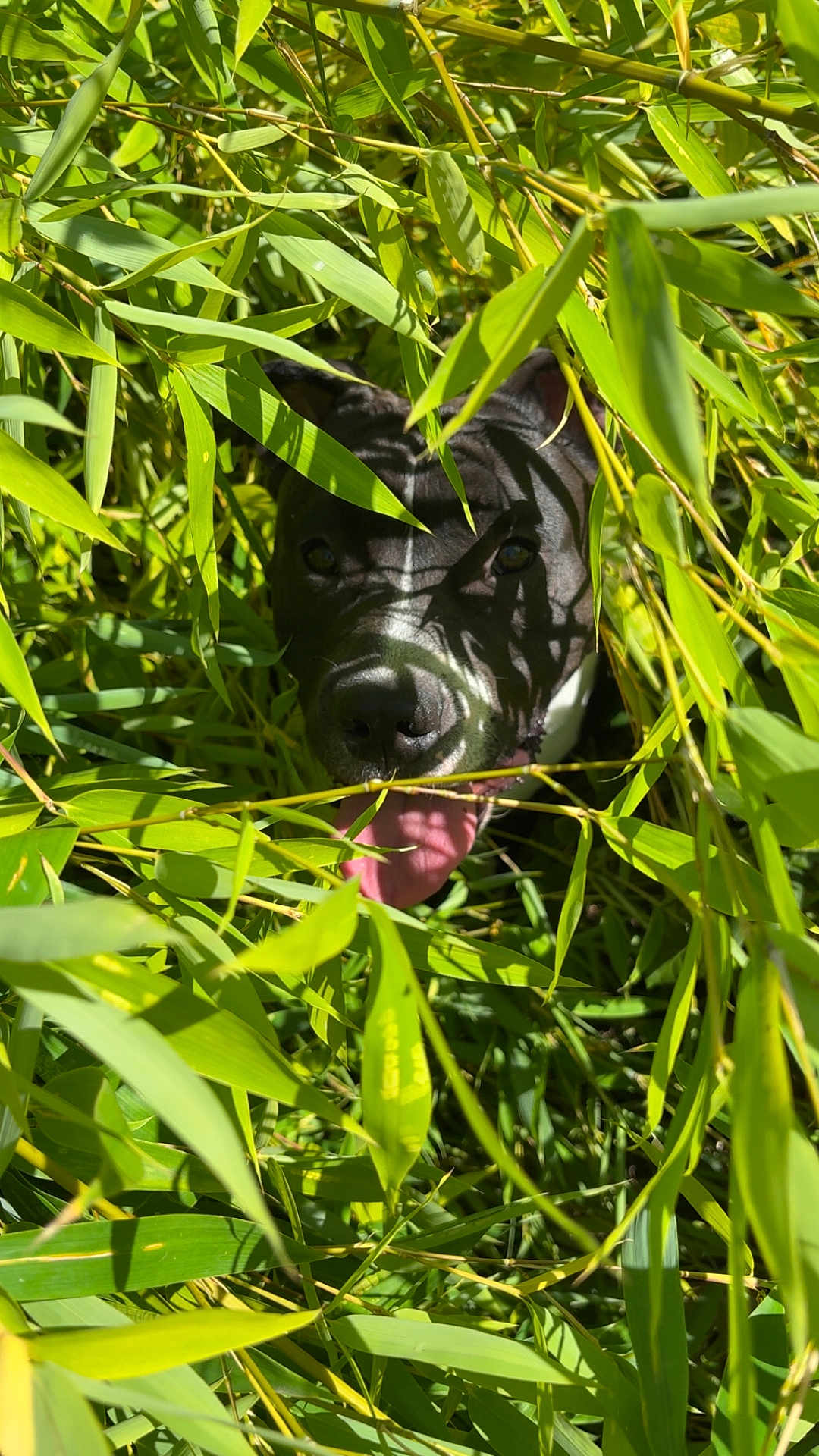 Tyson
