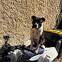 animal, atv, black_and_white, curious, daylight, dog, four_wheeler, gravel, handlebars, head_tilt, outdoor, pet, shadow, sitting, sunlight, texture, trash_bin, vehicle, wall, yellow_lid